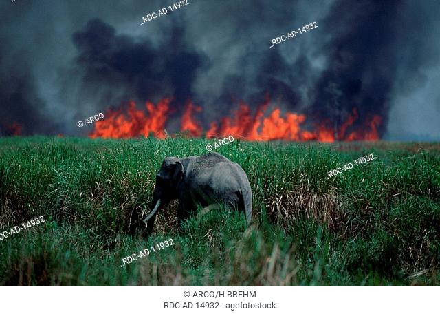 Asian Elephant in front of bush fire Kaziranga national park India Elephas maximus