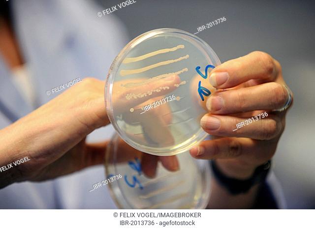 Researcher holding a petri dish in a laboratory for research of fungi and bacteria