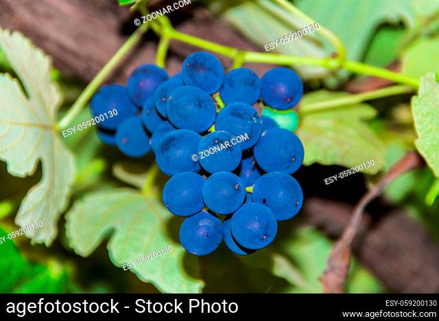 detail of a bunch of blue grapes of the Vitis labrusca variety in the orchard