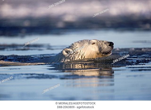 United States , Alaska , Arctic National Wildlife Refuge , Kaktovik , Polar Bear( Ursus maritimus ) , in the slush ice along a barrier island outside Kaktovik