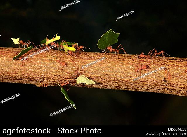 Leafcutter ant (Atta sexdens), carries leaf, South America, Central America