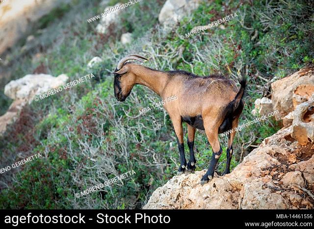 Spain, Balearic islands, Mallorca, district of Manacor, Cales de Mallorca. Mountain goat on the cliffs near Cala Antena
