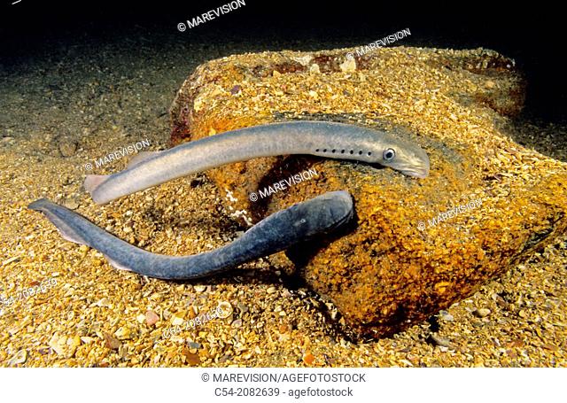 Sea lamprey (Petromyzon marinus). Eastern Atlantic. Galicia. Spain