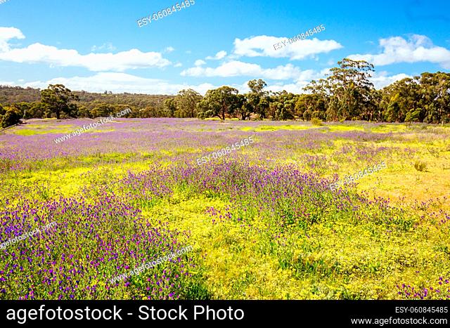 A warm spring day with fields of flowers in Plenty Gorge State Park in northern Melbourne in Victoria, Australia