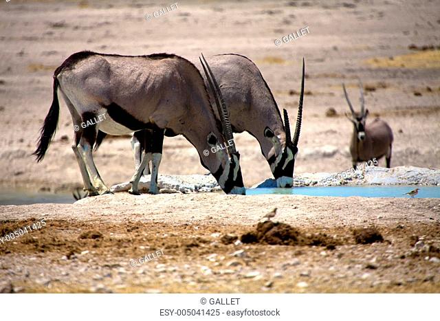 oryx drinking in a waterhole in etosha national park namibia