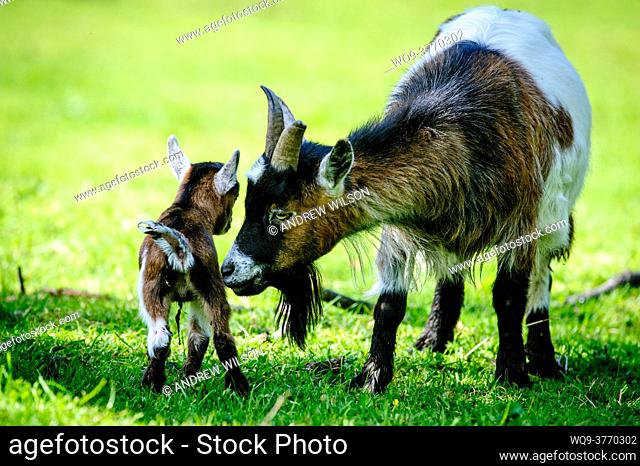 Pygmy Goat kid with mum on a smallholding