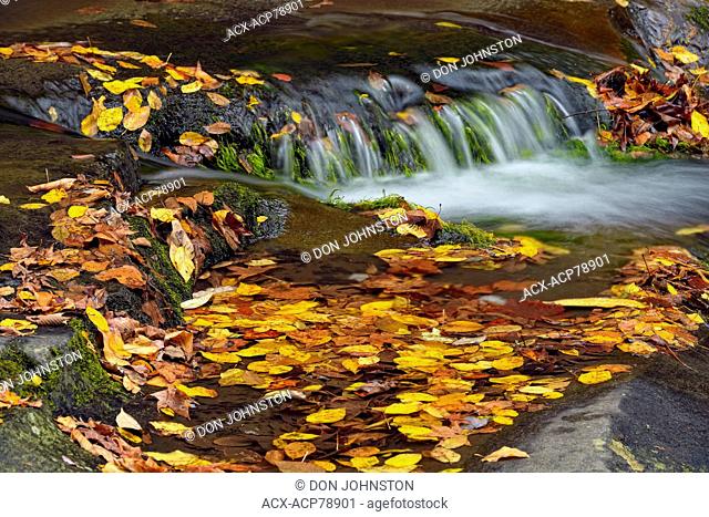 Colourful autumn foliage around Laurel Falls on Laurel Creek, Great Smoky Mountains NP, Tennessee, USA