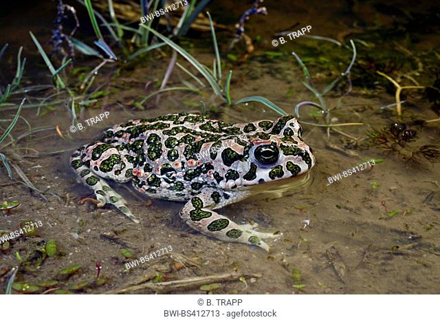 Eastern Green toad, Eastern Variegated toad (Bufo viridis variabilis, Bufo variabilis, Bufotes viridis, Bufotes variabilis ), in shallow water, Romania