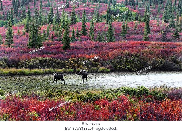 Alaska moose, Tundra moose, Yukon moose Alces alces gigas, female with calf at water in autumn, USA, Alaska