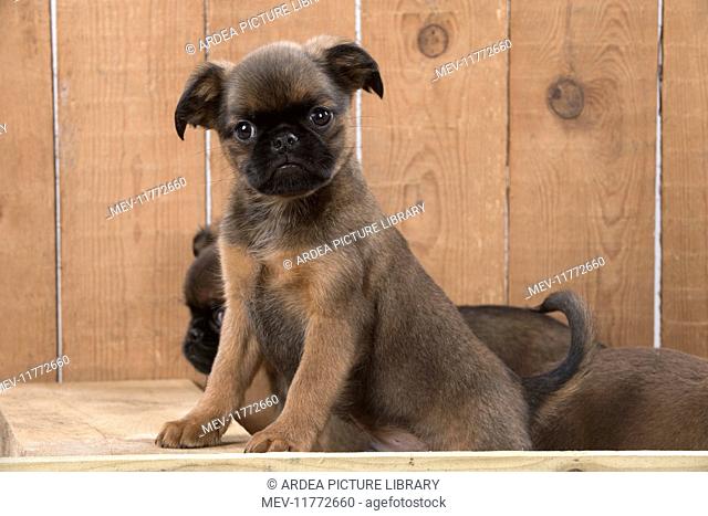 Dog Griffon Bruxellois 8 week old puppy looking over wooden pen