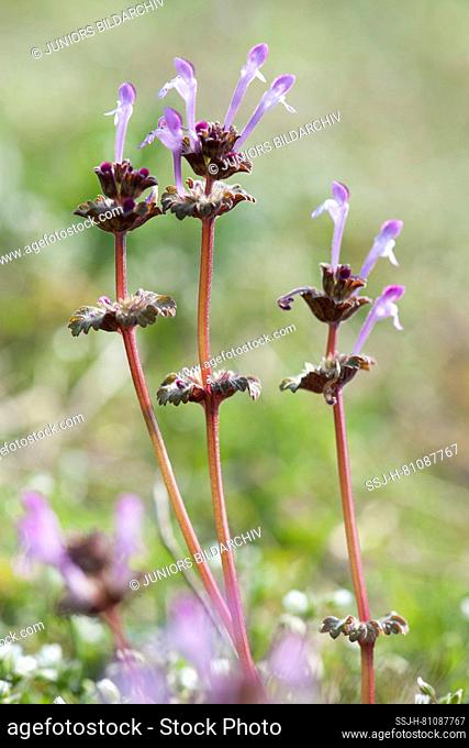 Henbit Dead-nettle (Lamium amplexicaule), flowering. Germany
