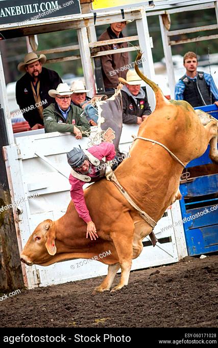 A bull rider gets thrown off the bull at the North Idaho fair rodeo August 30, 2015