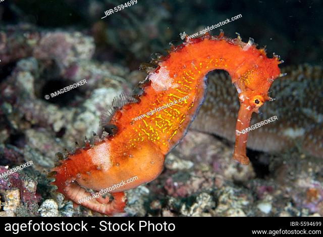 Hippocampus hystrix, spiny seahorse (Hippocampus histrix), Thorny seahorse, Seahorse, Needlefish (Pisces), Animals, Other animals, Thorny seahorse adult male
