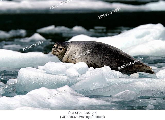 Harbor Seal Phoca vitulina Adult hauled out on ice. Tracy Arm, Southeast Alaska, USA. Pacific Ocean