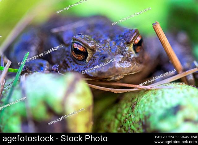 21 February 2020, Mecklenburg-Western Pomerania, Schwerin: A common toad sits on a green rubber glove after being rescued from a catching bucket at the toad...