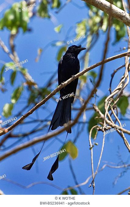 greater racquet-tailed drongo Dicrurus paradiseus, sitting on a branch, India, Andaman Islands