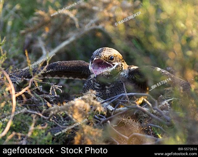 Eurasian european nightjar (Caprimulgus europaeus) adult, in threat display at nest facing approaching common european viper (Vipera berus) on heathland