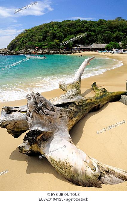 Puerto Escondido Bleached tree stump on sand at Playa Manzanillo beach with tourist boats people and tree covered headland beyond