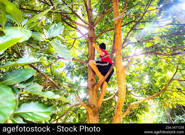 Native cuban boy climbing in a tree to pluck an avocado in Topes de Collantes, Trinidad, Republic of Cuba, Caribbean, Central America