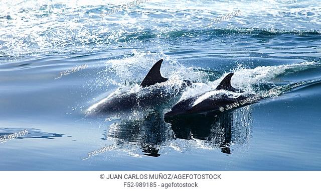 Bottlenose Dolphin .Tursiops truncatus. Oman. Persian Gulf. Arabia. Middle East