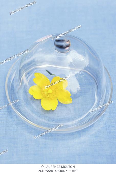 Flower under glass dome