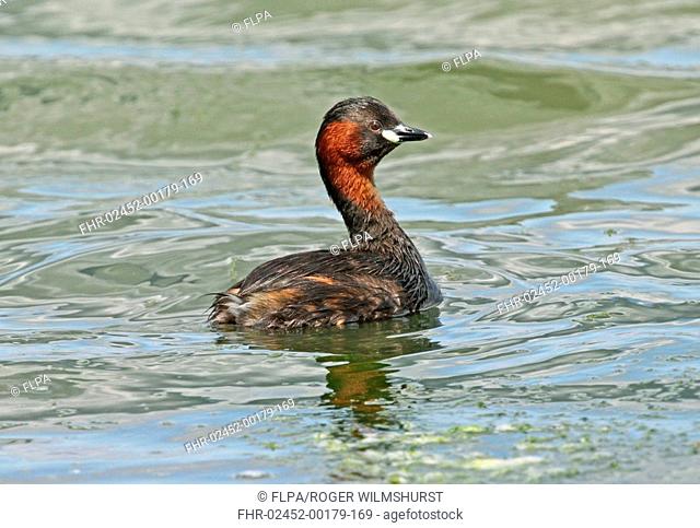 Little Grebe Tachybaptus ruficollis adult, summer plumage, swimming with neck raised, Rye Harbour, East Sussex, England, july
