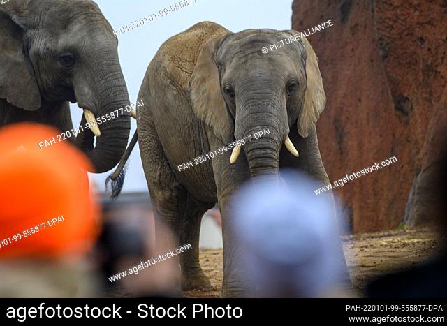 29 December 2021, Saxony-Anhalt, Magdeburg: Visitors marvel at two elephants at Magdeburg Zoo. The zoos in Saxony-Anhalt are affected differently by the Corona...