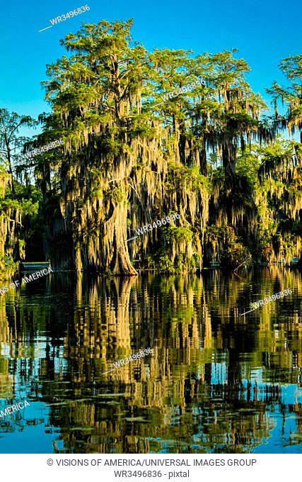 Lake Martin Swamp in spring near Breaux Bridge, Louisiana