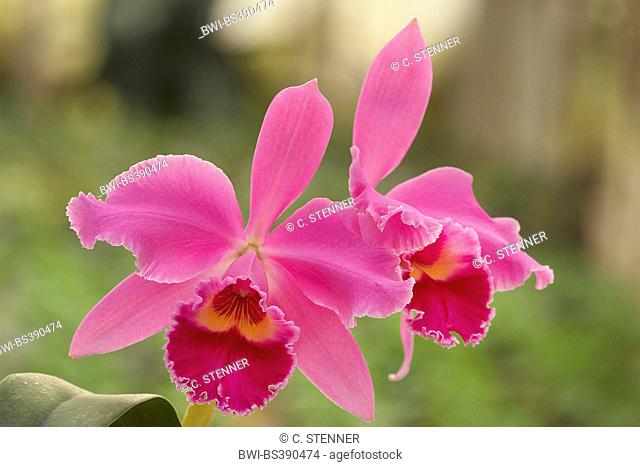 Cattleya orchid (Cattleya Winema, Cattleya 'Winema'), flowers
