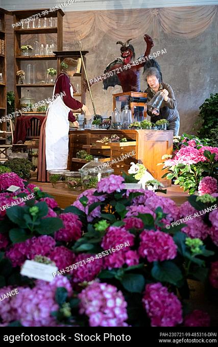 21 July 2023, Saxony, Pirna: Marion Riedel, horticulturist, sorts various hydrangeas in the Botanical Collections of the Technical University of Dresden in the...