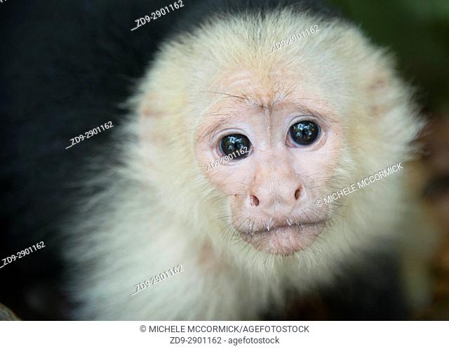 A capuchin monkey's gaze, Honduras, 5/16
