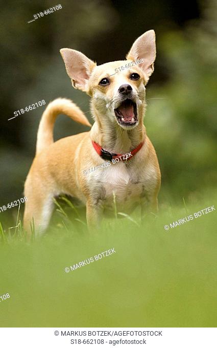 Barking Chihuahua. Germany