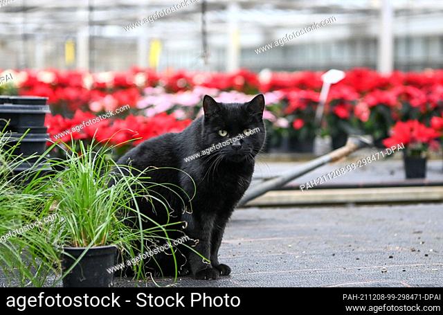 07 December 2021, Brandenburg, Schöneiche: Charlotte the nursery cat is out in a greenhouse with the poinsettias. The poinsettias are currently the best sellers...