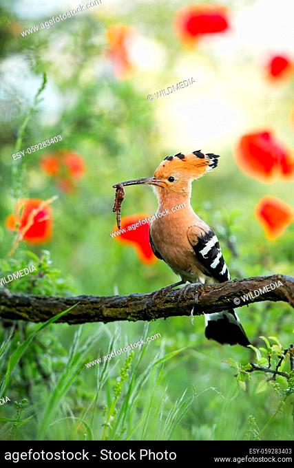 Beautiful eurasian hoopoe, upupa epops, on the wildflower meadow with earthworm in its beak. Colorful portrait of a bird with red poppies in the background