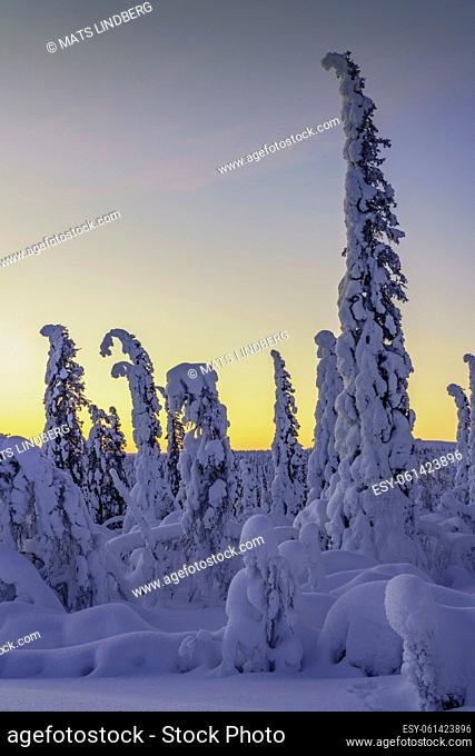 Winter landscape at sunset in direct light with plenty of snow on the trees, Gällivare county, Swedish Lapland, Sweden