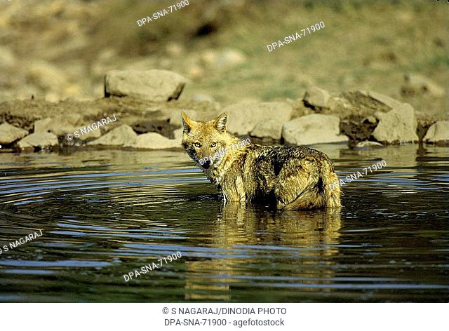 Jackal , (Canis Qureus) , Sariska Forest , Rajasthan , India