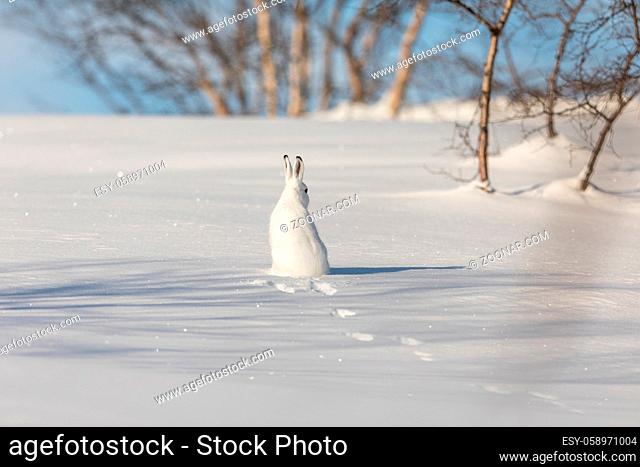 The mountain hare, Lepus timidus, is also known as blue, tundra, variable, white, snow, alpine and Irish hare. Here in its winter coat