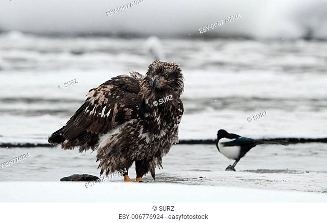 Portrait of a young Bald eagle sitting on snow. Haliaeetus leucocephalus washingtoniensis