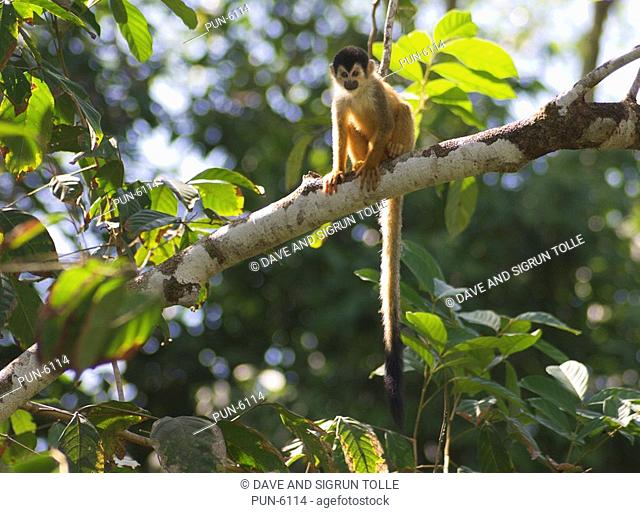 Squirrel monkey Saimiri oerstedii in a tree