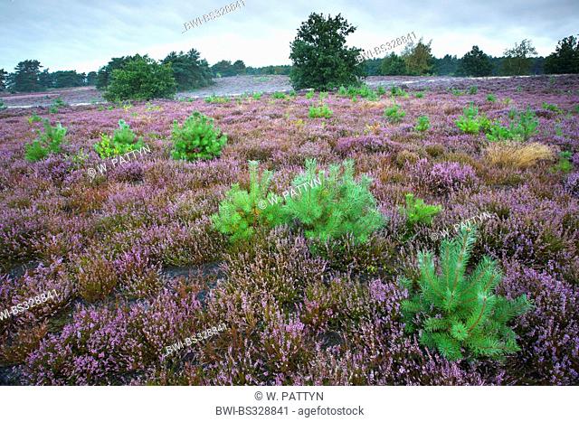 Scotch pine, Scots pine (Pinus sylvestris), young pines in blooming heath in de Teut nature reserve in the morning, Belgium, Limburg, Hoge Kempen National Park