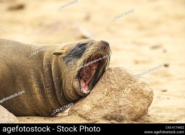 Cape Fur Seal (Arctocephalus pusillus). Yawning. Cape Cross Seal Reserve, Skeleton Coast, Dorob National Park, Namibia