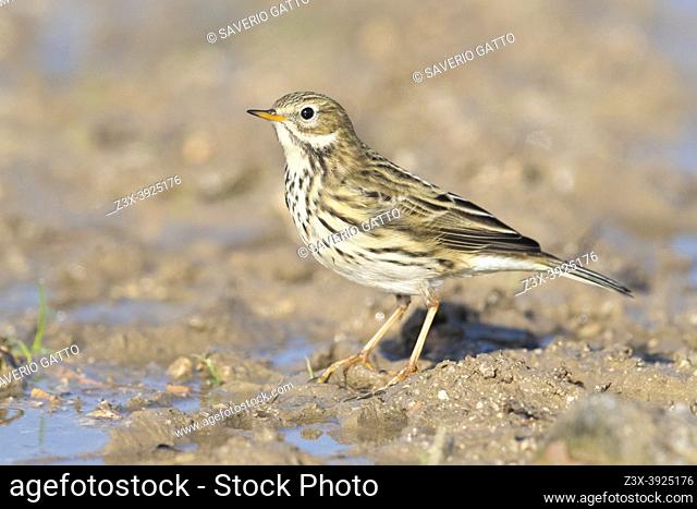 Meadow Pipit (Anthus pratensis), side view of an individual standing on the ground, Campania, Italy