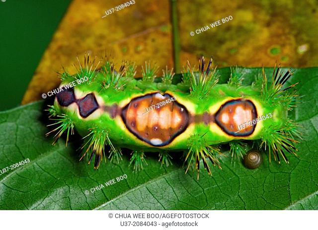 Caterpillar. Image taken at Kampung Skudup, Sarawak, Malaysia