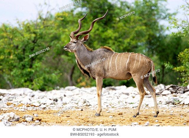greater kudu (Tragelaphus strepsiceros), male, Namibia