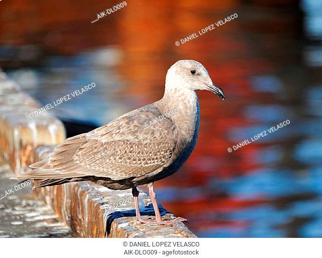 First-winter Glaucous-winged Gull (Larus glaucescens) wintering in harbour of Hokkaido, Japan. Standing on the pier