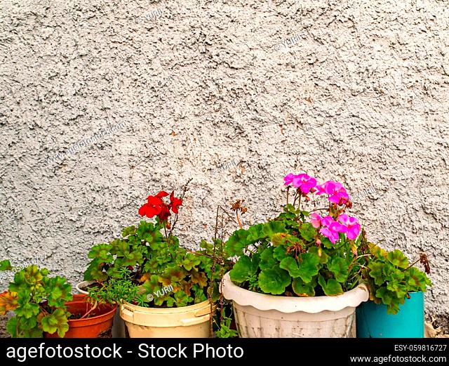 Vases of pink flowers in plastic pots on a wall background. Vases of red flowers in plastic pots. Cement wall of the building. Building concrete wall