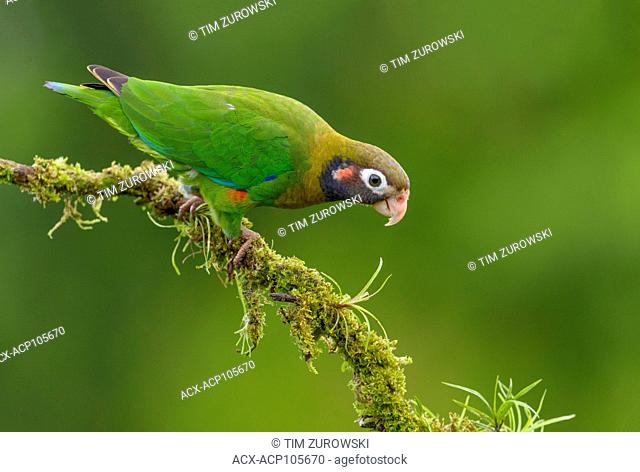 Brown-hooded-Parrot (Pyrilia haematotis) - at Laguna Lagarto Lodge near Boca Tapada, Costa Rica