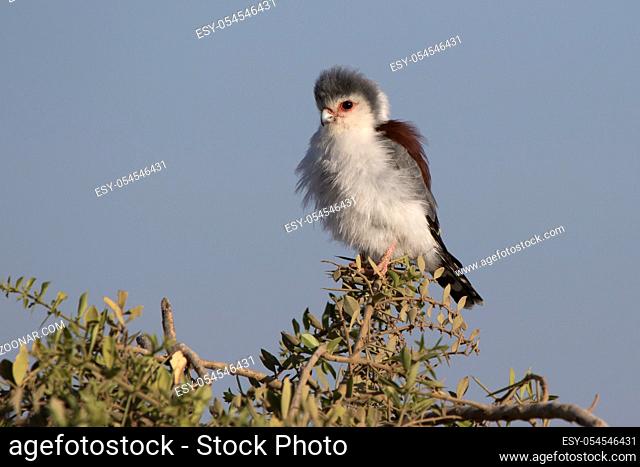 female pygmy falcon sitting on the branches of a bush on the African savannah