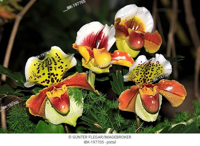 Lady Slipper Paphiopedilum insigne orchids