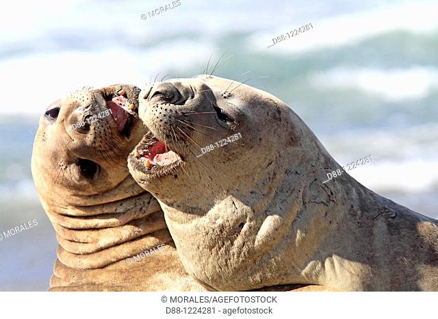 Southern Elephant Seal Punta delgada  Valdes Peninsula   Province of Chubut  Argentina  Mirounga leonina  Order : Carnivora  Family : Phocidae